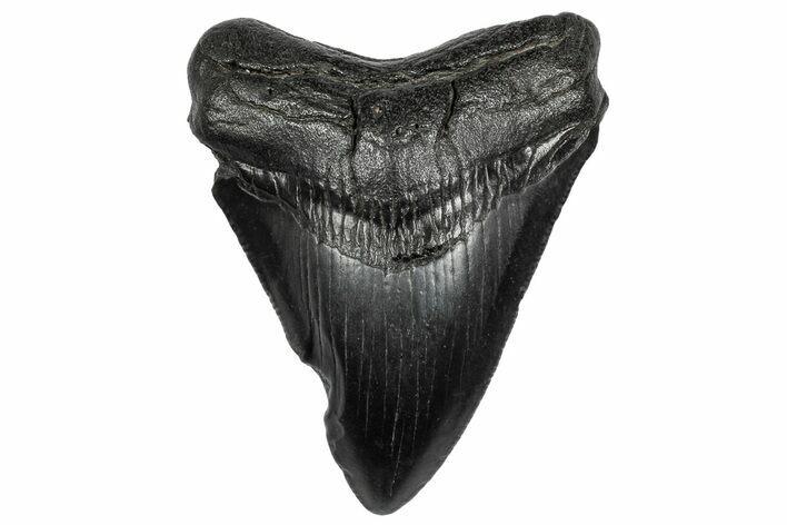 Serrated, Fossil Megalodon Tooth - South Carolina #332224